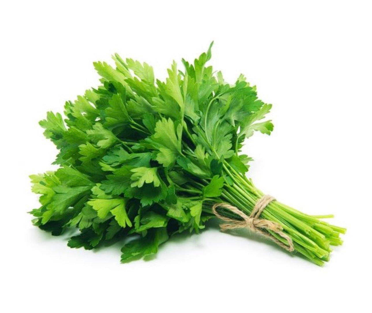 FRESH Cilantro Bunch